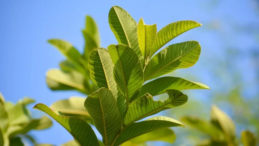 Daun Jambu Biji