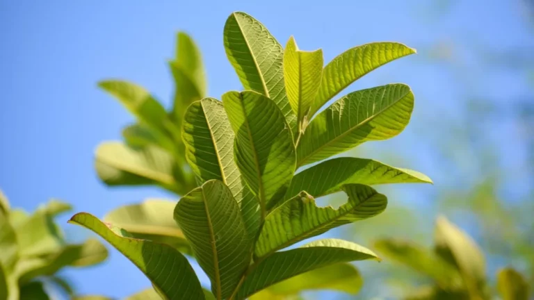 Daun Jambu Biji