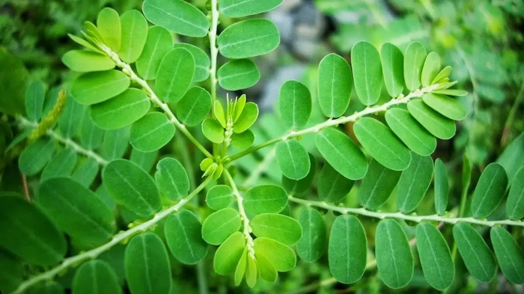 Daun Kelor
